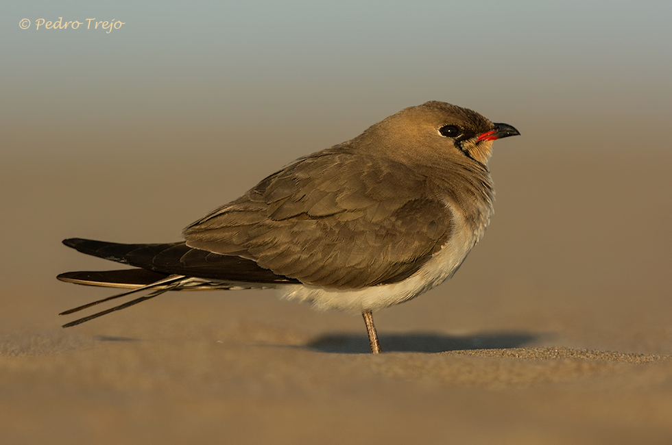 Canastera (Glareola pratincola)